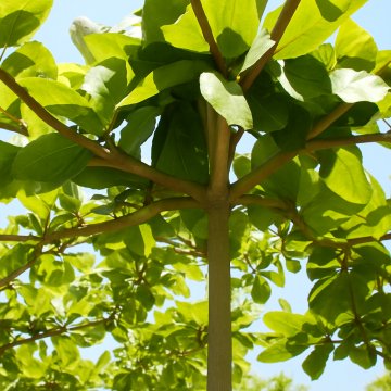  Almond Plant , Indian Kashmiri Almond Tree , Prunus Amygdalus,