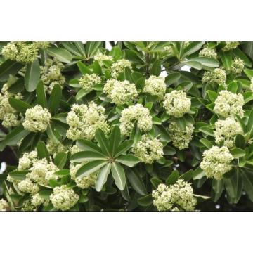 Alstonia Scholaris Plant , Indian Devil Tree  Saptaparni 