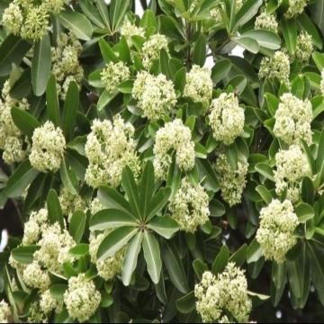 Alstonia Scholaris Plant , Indian Devil Tree  Saptaparni 