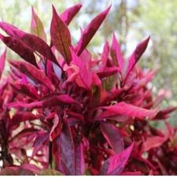 Alternanthera Red