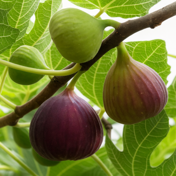 Ficus Carica, Anjeer , Indian Fig Plant