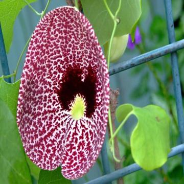 Buy Aristolochia Elegans , Calico Flower Duck Flower Plant