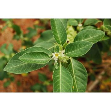 Buy Withania Somnifera , Ashwagandha Plant