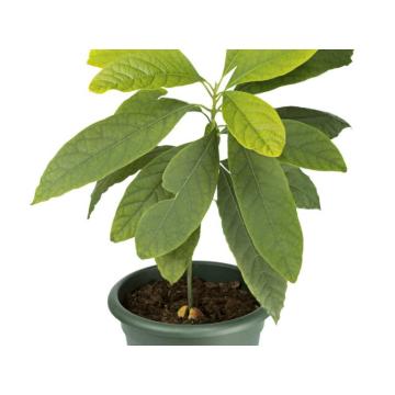 Hass Avocado Grafted Live Plant