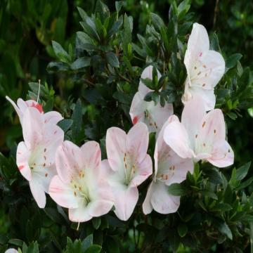 Azelea Akebono Plant For Sale With Free Shipping