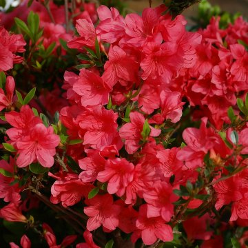 Buy Azalea Hybrida,  Azalea Plant With Free Shipping