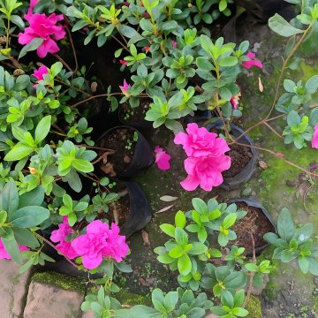 Azalea Pink Plant ( Rhododendron Family )