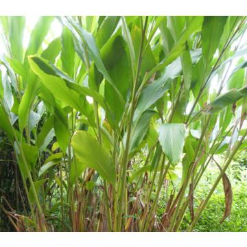 Amomum subulatum ( Badi Elaichi ) , Black Cardamom Plant