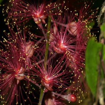 Barringtonia Acutangula Plant, Freshwater Mangrove Plant