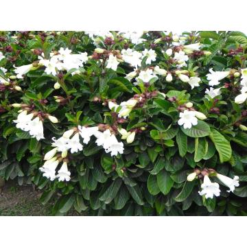 Beaumontia Grandiflora , Easter Lily Vine Plant