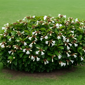 Beaumontia Grandiflora , Easter Lily Vine Plant