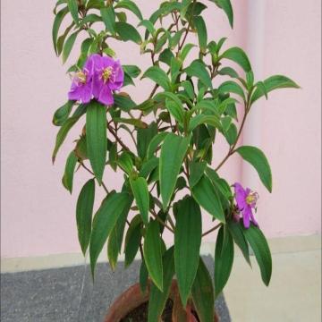 Buy Begum Bahar ( Tibouchina Semidecandra ) Plant 