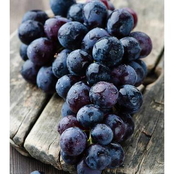 Black Round Grapes Plant ( Vitis Vinifera )