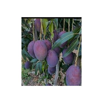 Black Stone Mango Fruit Plant ( Grafted )