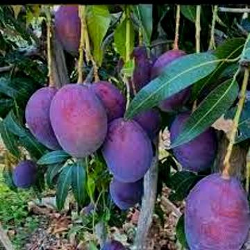Black Stone Mango Fruit Plant ( Grafted )