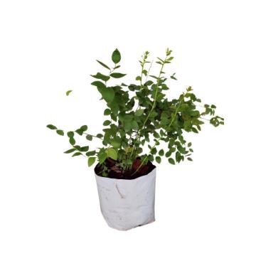 Blueberry Biloxi Plant - Low Altitude Variety