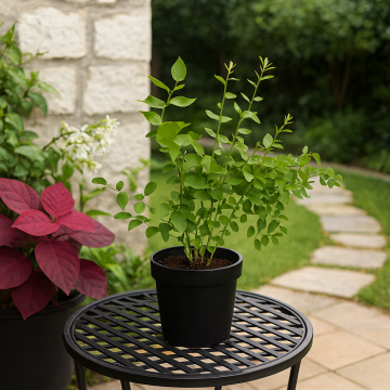 Blueberry Biloxi Plant - Low Altitude Variety