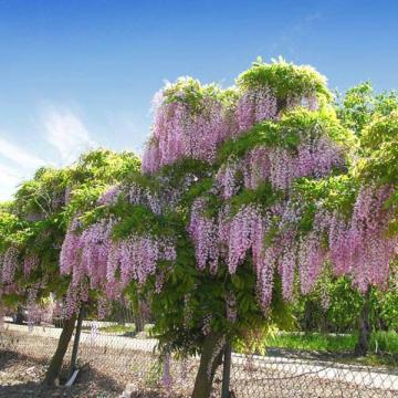 Buy Bolusanthus Speciousus And Wisteria Sinensis Plant Combo