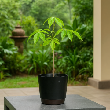 Bombax Ceiba Semal Plant, Red Silk Cotton Tree 