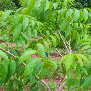 Buy Boswellia Serrata Plant, Frankincense Plant For Sale With Free Shipping