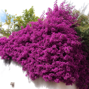 Buy Bougainvillea Spectabilis, Bougainvillea Plant