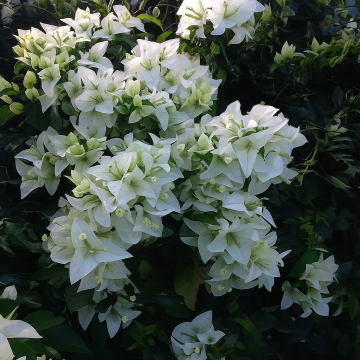 Bougainvillea White Plant