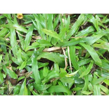 Brachiaria Mutica, Para grass - 50 Seeds Pack