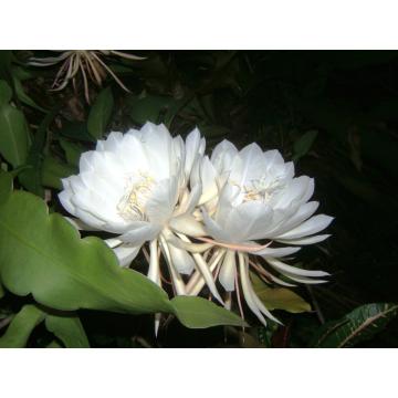 Epiphyllum Oxypetallum , Queen Of The Night Plant  , Brahma Kamal