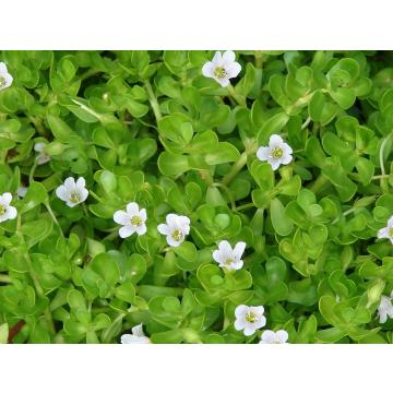 Buy Neer Brahmi Plant ( Bacopa Monnieri )