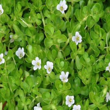 Buy Neer Brahmi Plant ( Bacopa Monnieri )