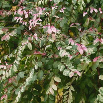 Buy Breynia Nivosa , Snow Bush Plant 