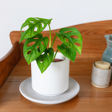 Buy Monstera Adansonii ( Broken Heart Philodendron ) Plant 