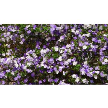 Buy Brunfelsia Pauciflora And Rosa Bankansea Plant Combo