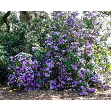Brunfelsia Pauciflora ( Francisia ), Yesterday, Today Tomorrow Plant