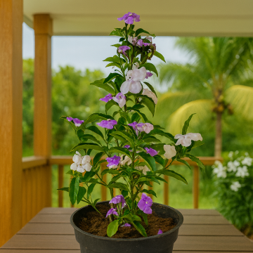 Brunfelsia Pauciflora ( Francisia ), Yesterday, Today Tomorrow Plant