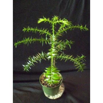 Buy Araucaria Bidwilli Plant, Bunya Pine 