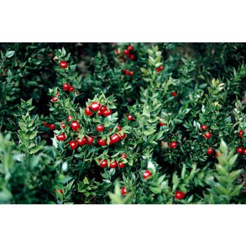 Ruscus Aculeatus Plant , Butcher's Broom Plant 