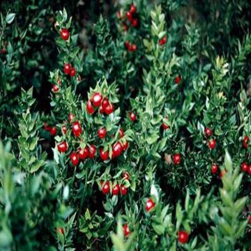 Ruscus Aculeatus Plant , Butcher's Broom Plant 
