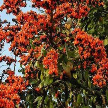 Butea Monosperma , Palash Plant , Flame Of The Forest Plant 