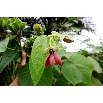 Buy Abroma Augusta Seeds Devil's Cotton 50 Seeds Pack
