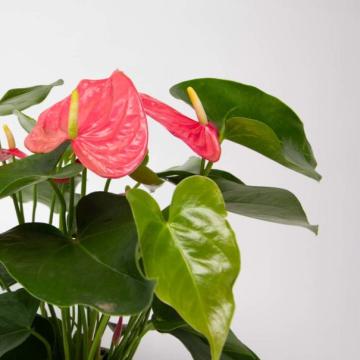 Anthurium Red  ( Flamingo Plant )