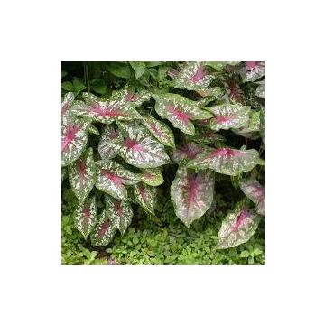 Buy Caladium Bicolor Plant, Elephant Ear Plant 