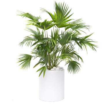 Buy Livistona Chinensis Plant , Chinese Fan Palm 