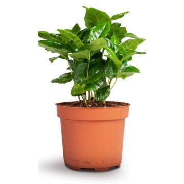 Coffea Arabica ( Coffee Plant ) 