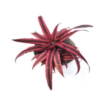 Buy Cryptanthus Bivittatus, Red Star Plant 
