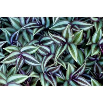 Tradescantia Zebrina , Inch Plant