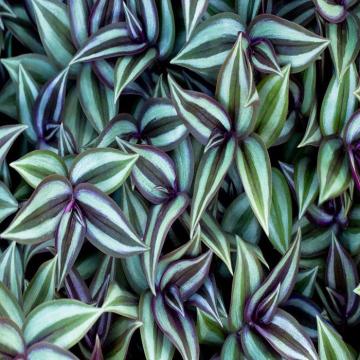 Tradescantia Zebrina , Inch Plant