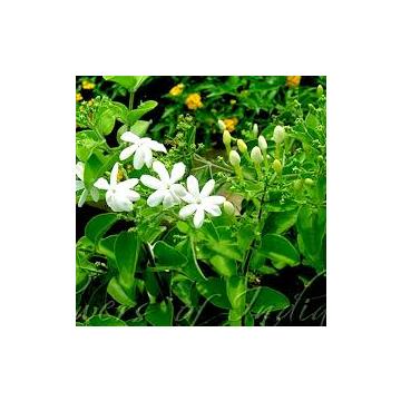 Buy Juhi Plant ( Jasminum Auriculatum ) Plant