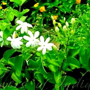 Buy Juhi Plant ( Jasminum Auriculatum ) Plant