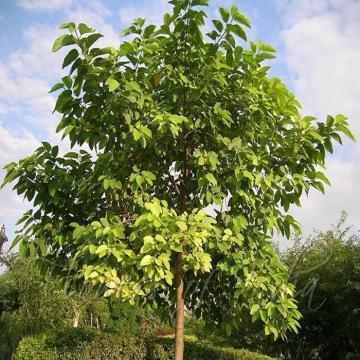 Anthocephalus cadamba , Kadam Tree Plant 